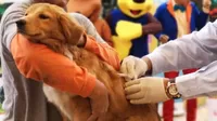 Cerca de 4 millones de canes serán vacunados por el Minsa para prevenir la rabia