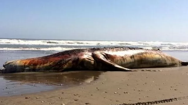 Encuentran varada a otra ballena jorobada en playa de Chiclayo