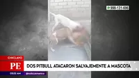 Chiclayo: Dos perros pitbull atacaron salvajemente a mascota
