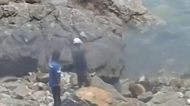 Indignante: pescadores matan a pedradas a lobo marino en Chimbote