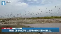 Chimbote: Miles de gaviotas Franklin llegan de EE.UU. y Canadá para volar sobre humedales