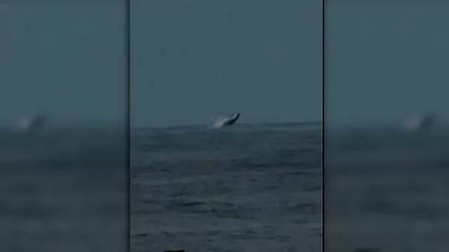 Chorrillos: Avistamiento de ballenas en playa La Encantada de Villa