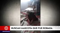 Chorrillos: Familia busca mascota que le fue robada a una menor
