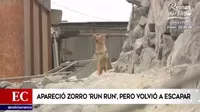Comas: Apareció zorro 'Run Run' pero volvió a escapar
