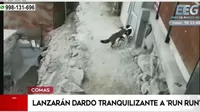 Comas: Intentan atrapar a zorro andino 'Run Run' con dardo tranquilizante