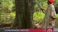 Comunidades nativas buscan combatir la tala ilegal de árboles