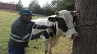 Congreso: Presentan proyecto para promover la compra de leche a ganaderos del país