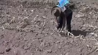 Cusco: Agricultores piden urgente ayuda por sequías