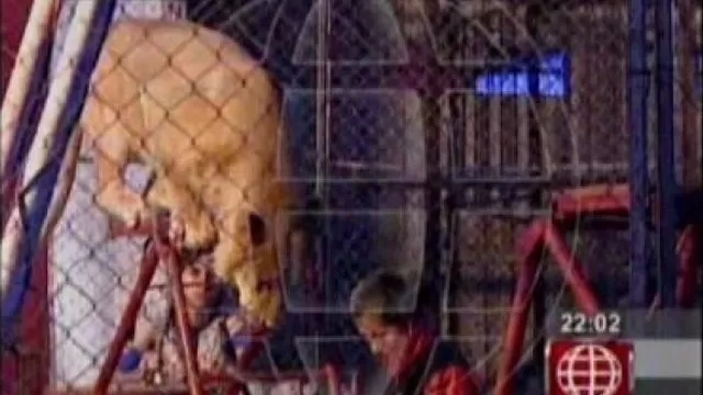 Familiares de profesora atacada por leona denunciaron penalmente a circo