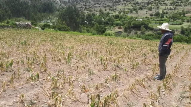 El mal tiempo ha arrasado con hectáreas de cultivos. Foto: Andina