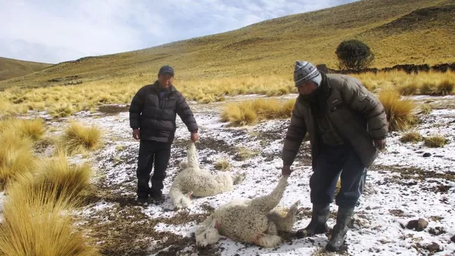 Regiones del Perú experimentan heladas y friajes. Foto: Andina.