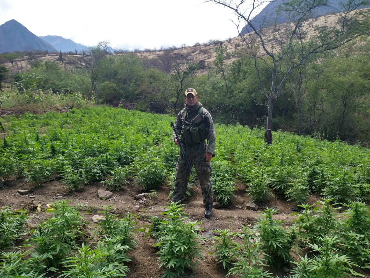 Incineran más de 255 000 plantones de marihuana en Ayacucho