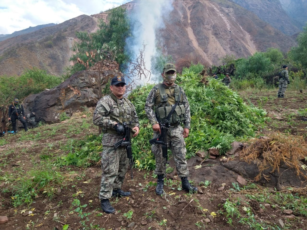 Incineran más de 255 000 plantones de marihuana en Ayacucho