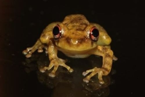 Descubren nueva especie de rana en la Amazonía peruana. Foto: Andina