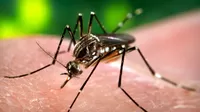 EsSalud sobre el dengue: Al menos 10 días dura la enfermedad siendo la fiebre uno de los primeros síntomas