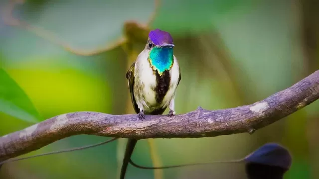 Este es el ave emblema de Perú y una de las más bellas del mundo que solo vive en Amazonas