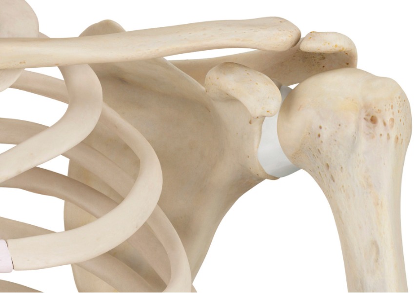 Implantes óseos impresos en 3D para regenerar el hueso. Foto: NovaCiencia