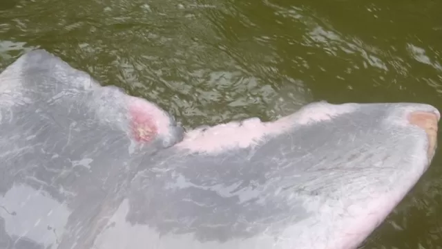 Iquitos: verifican estado del delfín rosado 'Huayrurín' en Quistococha