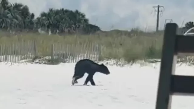 Florida: Oso sorprende a bañistas tras darse un chapuzón en concurrida playa