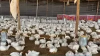 Gripe aviar: Perú importará 17 millones de huevos para asegurar producción de pollo