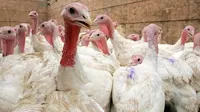 Gripe aviar: Prohíben ferias avícolas y peleas de gallos tras emergencia sanitaria