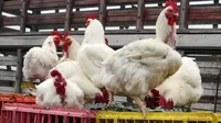 Gripe aviar: Sacrifican aves de corral en Huacho y Chiclayo para evitar más contagios