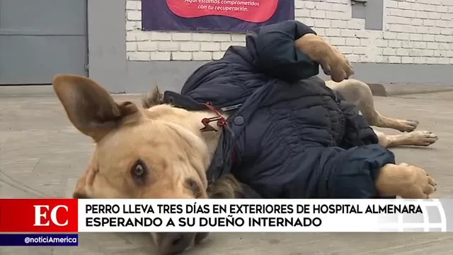 Hospital Almenara: Perro lleva 3 días esperando a su dueño que fue internado por COVID-19