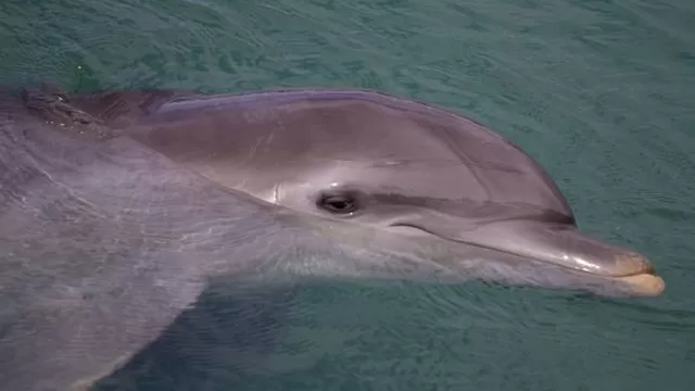 Salvemos a ‪‎Huayrurín‬: piden ayuda para salvar a delfín rosado en Iquitos