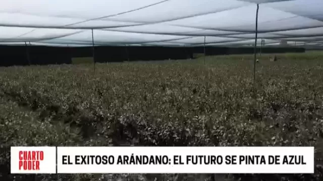 Perú se convirtió en primer exportador mundial de arándanos