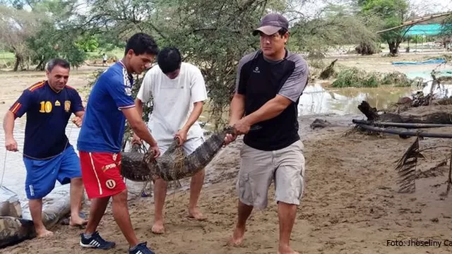 Lambayeque: caimanes y cocodrilos escaparon de zoológico ante inundaciones