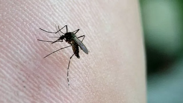 Lambayeque: confirman primer muerto por dengue / Imagen referencial: Andina