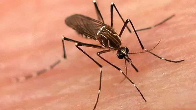 Otra muerte por dengue en el Perú. Foto: diariodelcusco.com