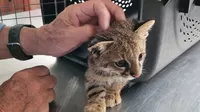 Lambayeque: Serfor rescata gato del desierto que era criado como mascota