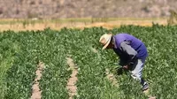 Ley agraria: Conoce los puntos más importantes de la nueva propuesta
