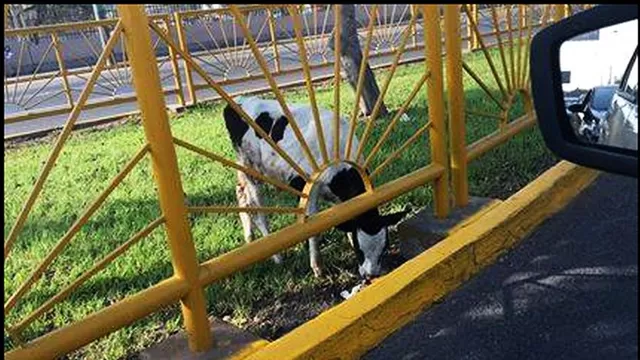 Vaca abandonada. Foto: Facebook Grupo Caridad