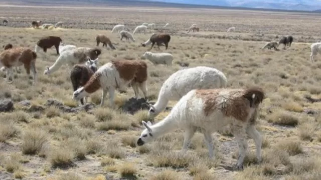 Llamas y alpacas serán evacuadas por explosiones del volcán Ubinas