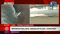 Lurín: Hallan ballena varada en el Km 24 de la Panamericana Sur 