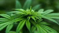 Piden reglamentar el cultivo de cannabis con fines medicinales