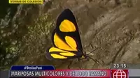 Mariposas multicolores y de todo tamaño pintan el paisaje de La Merced