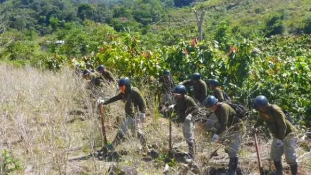 Mininter: Unas 19.193 hectáreas de hoja de coca fueron erradicadas este año