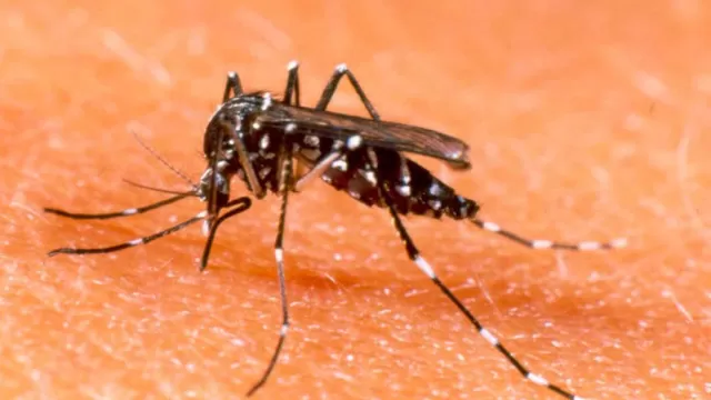 Minsa asegura estar preparado para diagnosticar fiebre Chikungunya