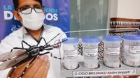 Minsa descarta un desborde del dengue en el Perú