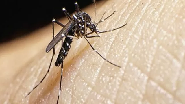 Minsa: En lo que va de 2024 se han detectado 13 mil casos de dengue