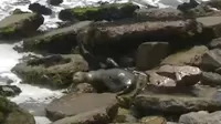 Miraflores: Lobo marino varado en playa 
