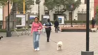 Municipalidad de Miraflores sancionará a dueños con hasta 50 % UIT por pasear a sus perros de raza peligrosa sin bozal