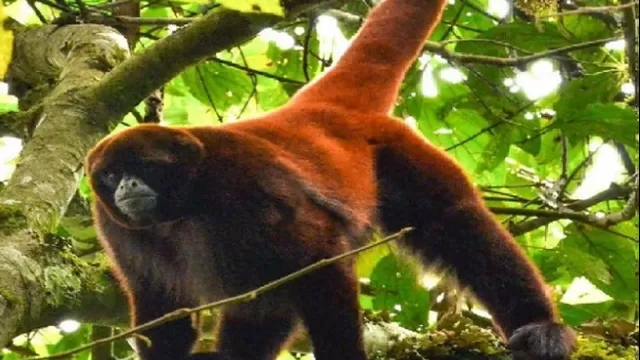 El mono choro de cola amarilla es protegido por el Estado. Foto: Andina