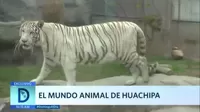 El mundo animal de Huachipa
