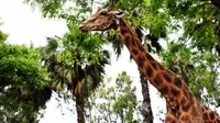 Murió la jirafa Peny del Parque de las Leyendas
