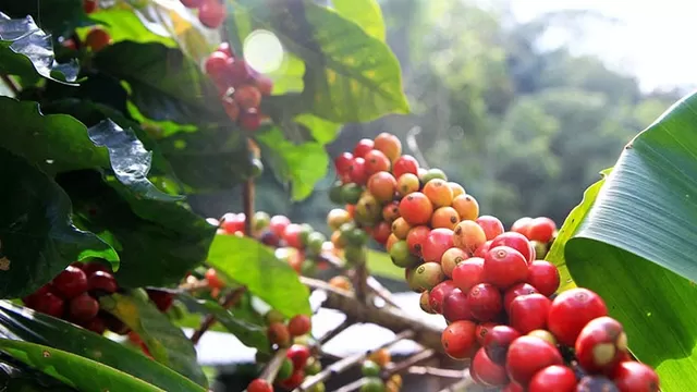 Perú en amenaza de exportación de su café ante nuevas normas de la Unión Europea