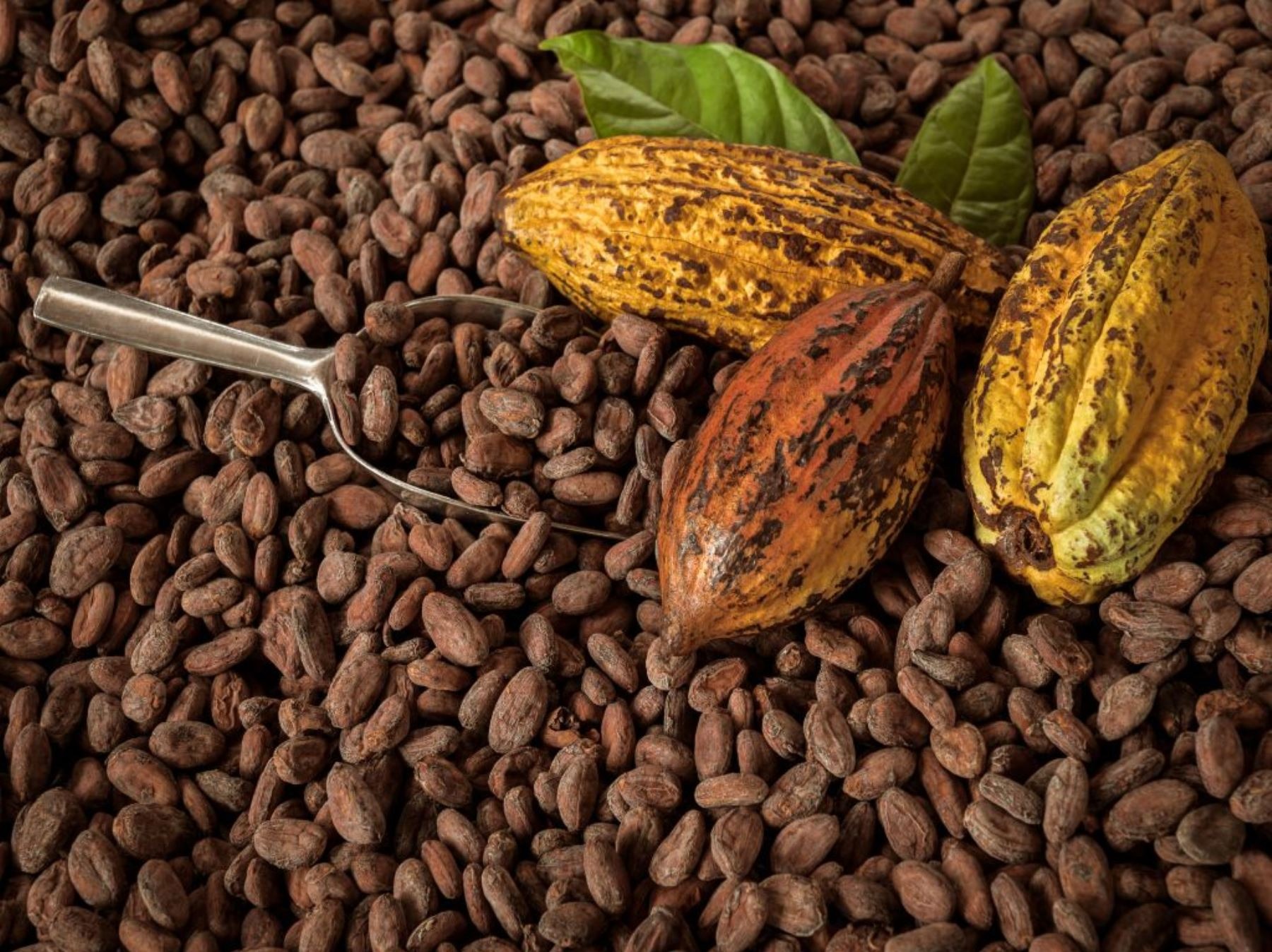 Origen peruano del cacao. Foto: Andina